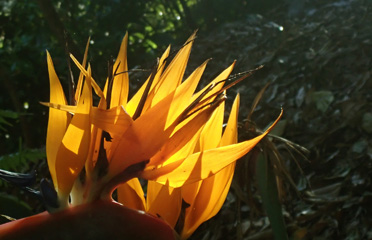 Bird of paradise